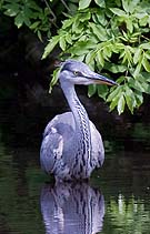 6120 Hunting Heron Chris Gilbert, Ravenseye Gallery, Peak District, Photographs, Courses
